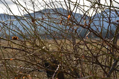 DSC_5840 (Large).JPG